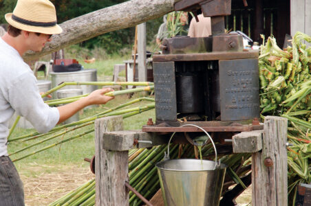 What is Sorghum? Image